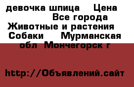 девочка шпица  › Цена ­ 40 000 - Все города Животные и растения » Собаки   . Мурманская обл.,Мончегорск г.